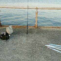 早朝タチウオ、F4級3連荘！今年は大型が多いです。